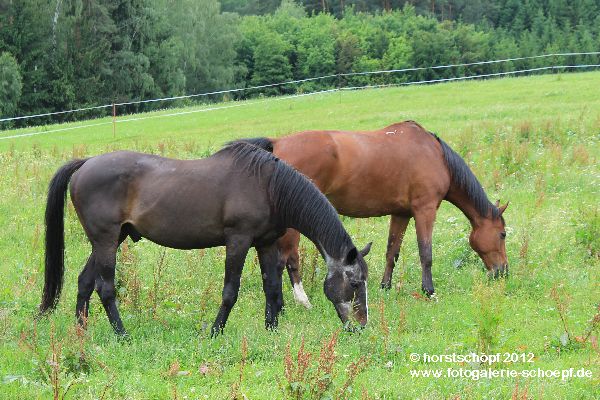 Pferde auf Weide a Waldrand Saas (16)